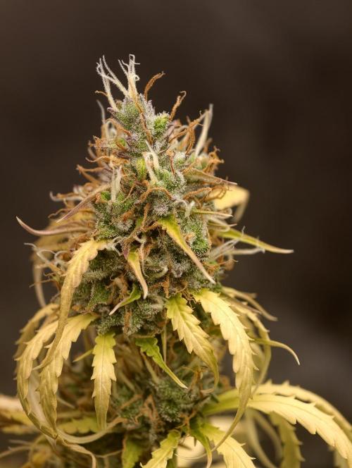 indoor prueba led. Week 15