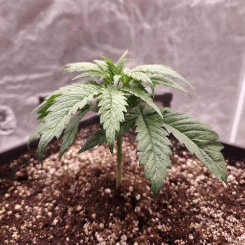 Bon Boni ( Bonpari 99 x BaC ). Week 4