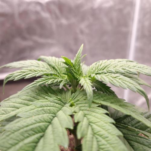 Bon Boni ( Bonpari 99 x BaC ). Week 4