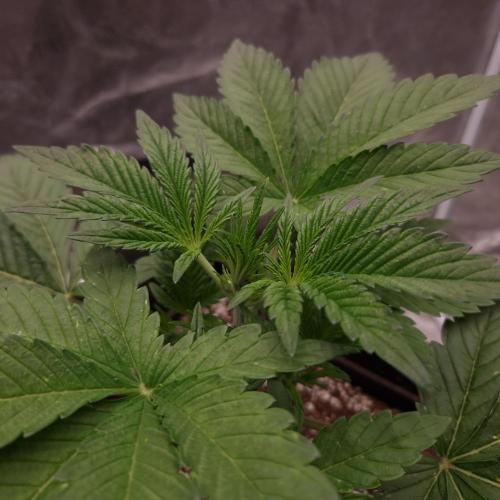 Fast Cakes ( Powder Cakes x Auto Dyck ). Week 1