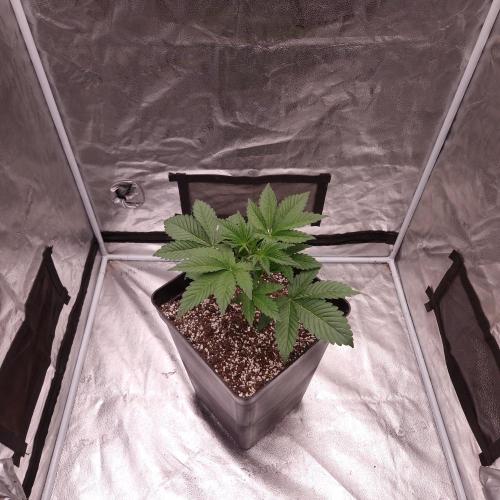 Fast Cakes ( Powder Cakes x Auto Dyck ). Week 1