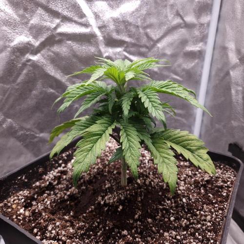 Bon Boni ( Bonpari 99 x BaC ). Week 5