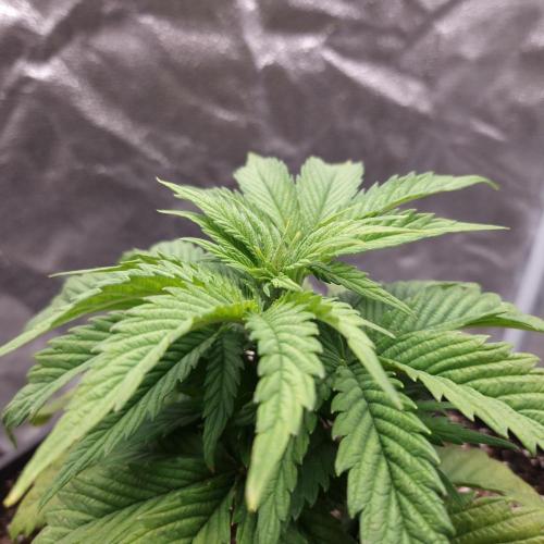 Bon Boni ( Bonpari 99 x BaC ). Week 5