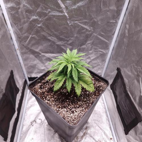 Bon Boni ( Bonpari 99 x BaC ). Week 5