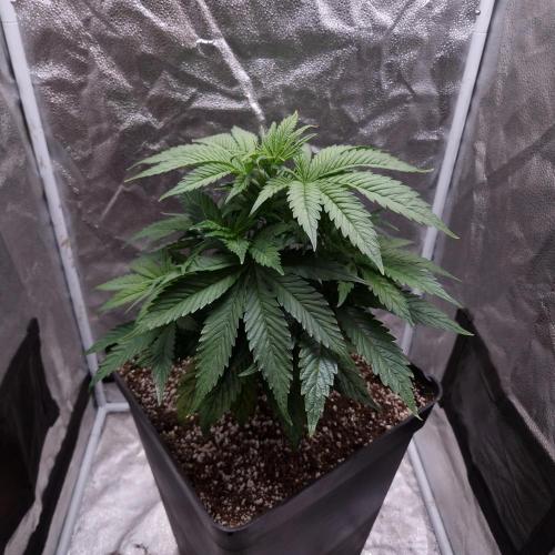 Bon Boni ( Bonpari 99 x BaC ). Week 6