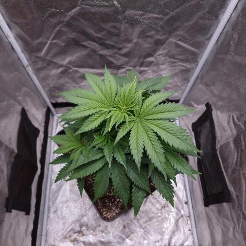 Bon Boni ( Bonpari 99 x BaC ). Week 6