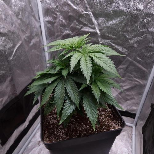 Bon Boni ( Bonpari 99 x BaC ). Week 6