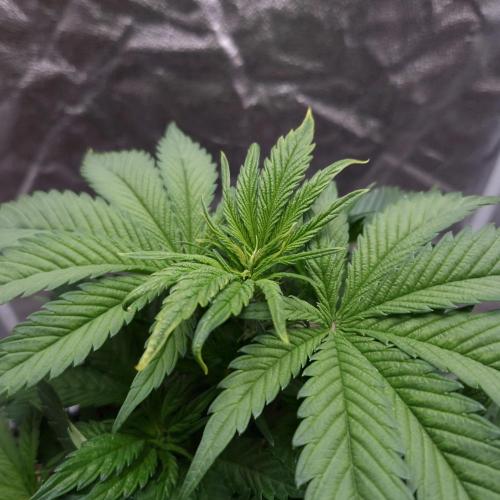 Bon Boni ( Bonpari 99 x BaC ). Week 6