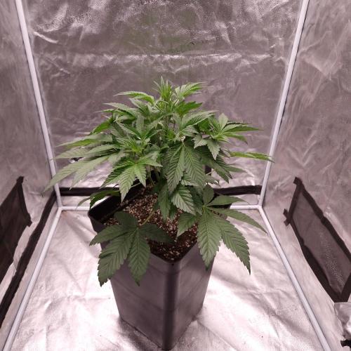 Fast Cakes ( Powder Cakes x Auto Dyck ). Week 2