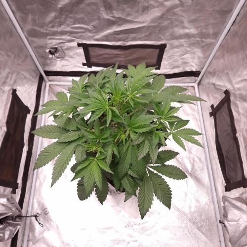 Fast Cakes ( Powder Cakes x Auto Dyck ). Week 2