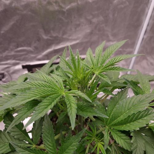 Fast Cakes ( Powder Cakes x Auto Dyck ). Week 2