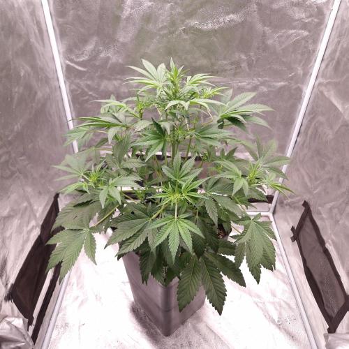 Fast Cakes ( Powder Cakes x Auto Dyck ). Week 3