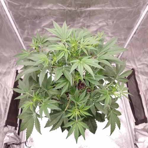 Fast Cakes ( Powder Cakes x Auto Dyck ). Week 3