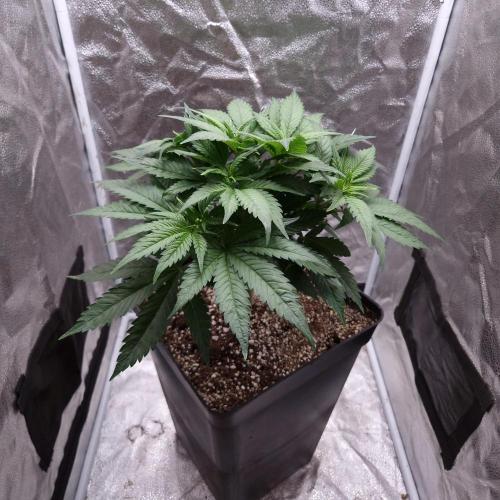 Bon Boni ( Bonpari 99 x BaC ). Week 7