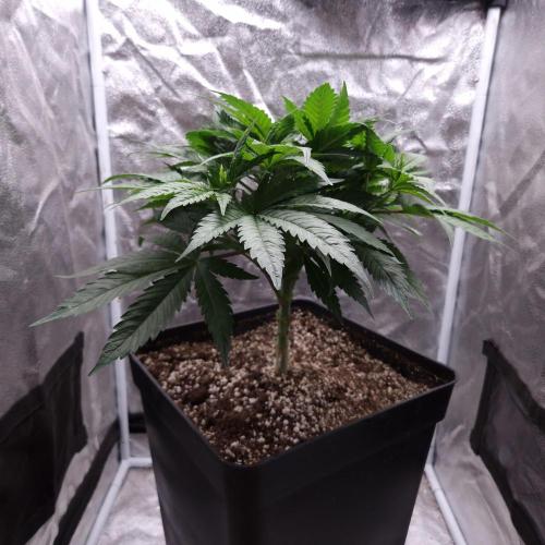 Bon Boni ( Bonpari 99 x BaC ). Week 7