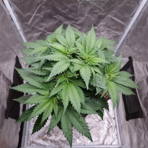 Bon Boni ( Bonpari 99 x BaC ). Week 7