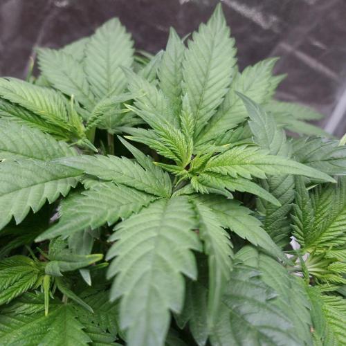 Bon Boni ( Bonpari 99 x BaC ). Week 7