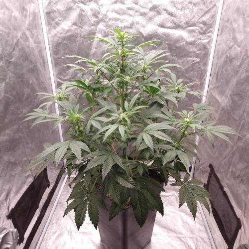 Fast Cakes ( Powder Cakes x Auto Dyck ). Week 4