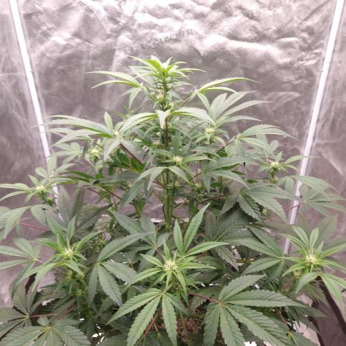 Fast Cakes ( Powder Cakes x Auto Dyck ). Week 4