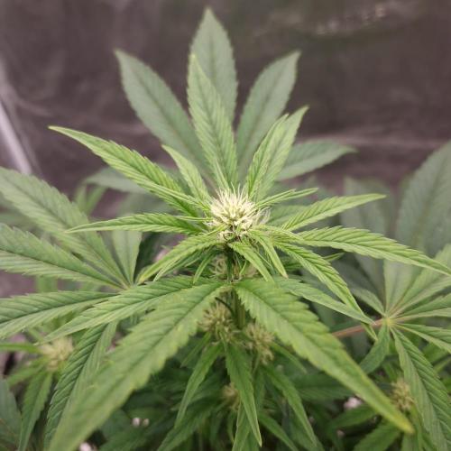 Fast Cakes ( Powder Cakes x Auto Dyck ). Week 4