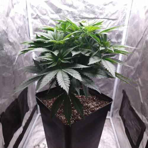 Bon Boni ( Bonpari 99 x BaC ). Week 8