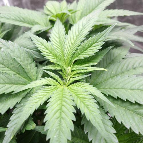 Bon Boni ( Bonpari 99 x BaC ). Week 8