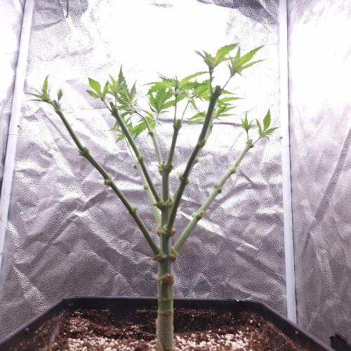 Bon Boni ( Bonpari 99 x BaC ). Week 8