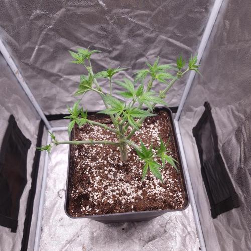 Bon Boni ( Bonpari 99 x BaC ). Week 8