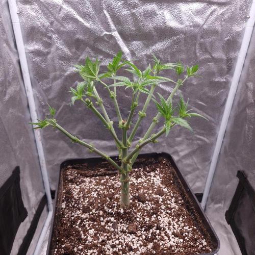 Bon Boni ( Bonpari 99 x BaC ). Week 8