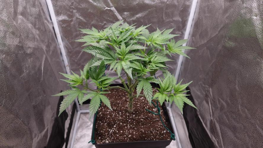 Bon Boni ( Bonpari 99 x BaC ). Week 9