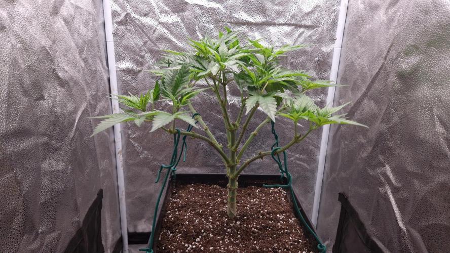 Bon Boni ( Bonpari 99 x BaC ). Week 9