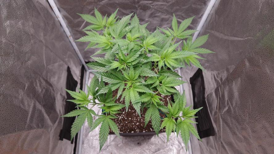 Bon Boni ( Bonpari 99 x BaC ). Week 9