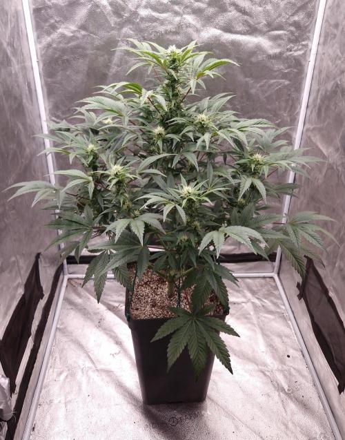 Fast Cakes ( Powder Cakes x Auto Dyck ). Week 5