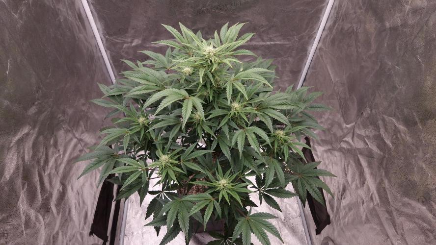 Fast Cakes ( Powder Cakes x Auto Dyck ). Week 5