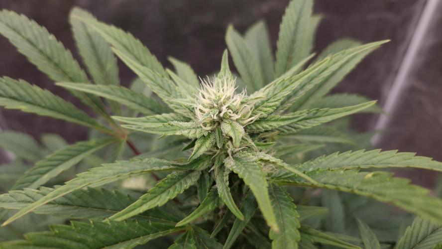 Fast Cakes ( Powder Cakes x Auto Dyck ). Week 5