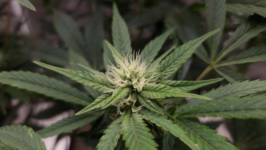 Fast Cakes ( Powder Cakes x Auto Dyck ). Week 5