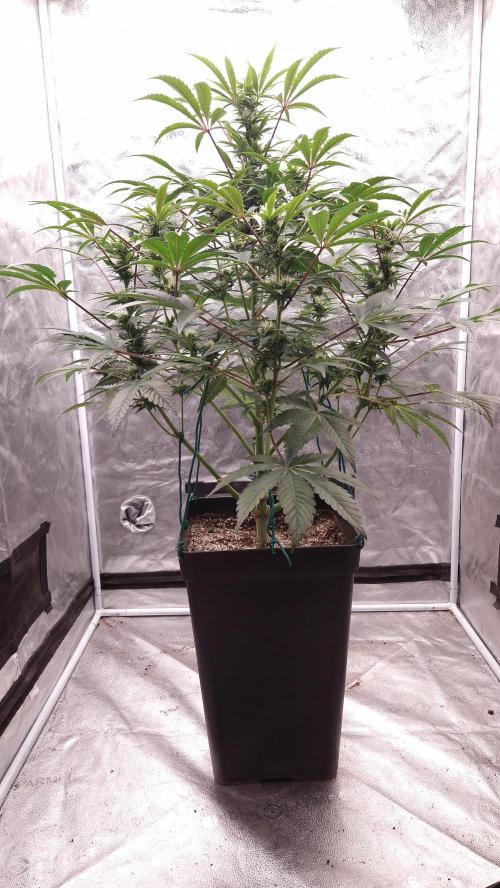 Fast Cakes ( Powder Cakes x Auto Dyck ). Week 5