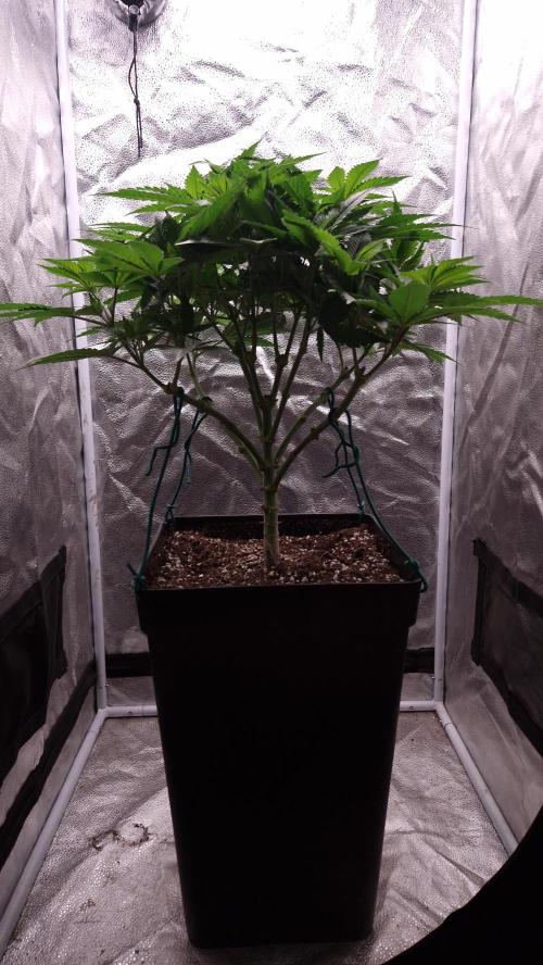 Bon Boni ( Bonpari 99 x BaC ). Week 10