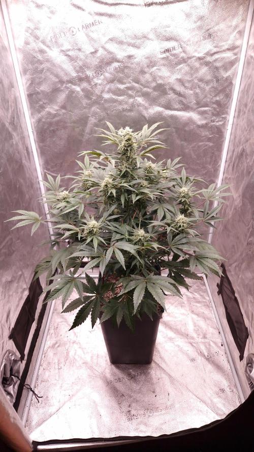 Fast Cakes ( Powder Cakes x Auto Dyck ). Week 6
