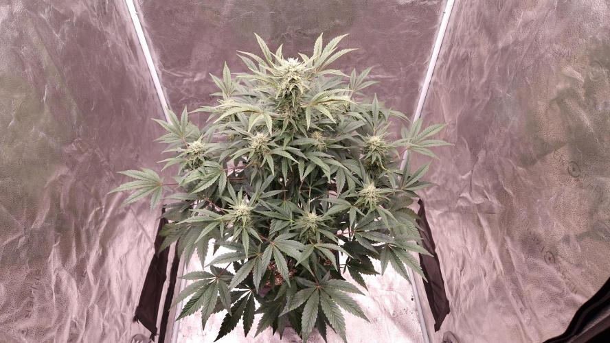 Fast Cakes ( Powder Cakes x Auto Dyck ). Week 6