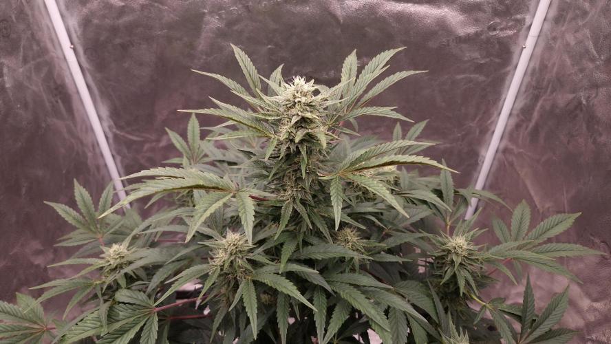Fast Cakes ( Powder Cakes x Auto Dyck ). Week 6