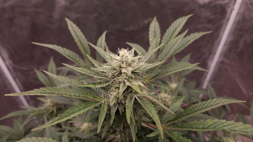 Fast Cakes ( Powder Cakes x Auto Dyck ). Week 6