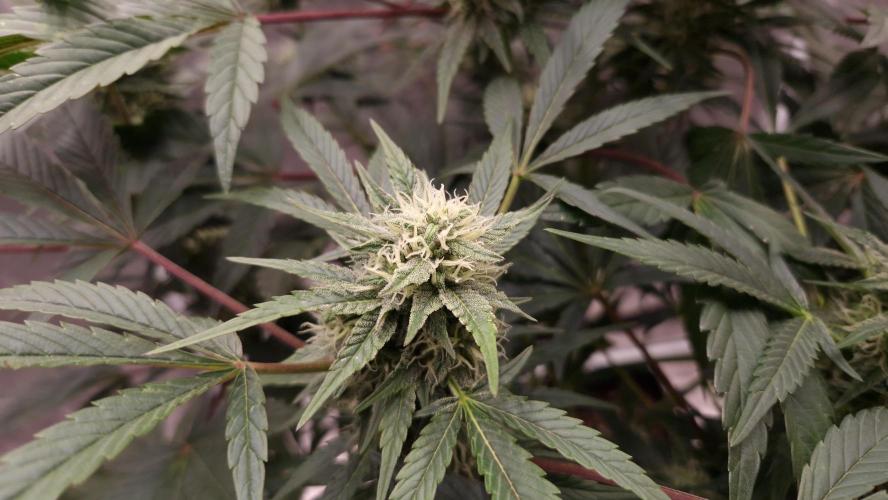 Fast Cakes ( Powder Cakes x Auto Dyck ). Week 6