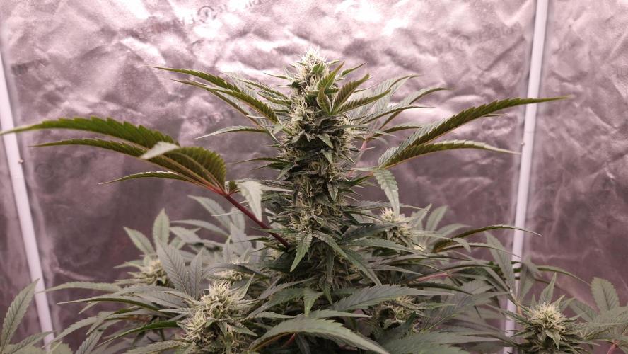 Fast Cakes ( Powder Cakes x Auto Dyck ). Week 6