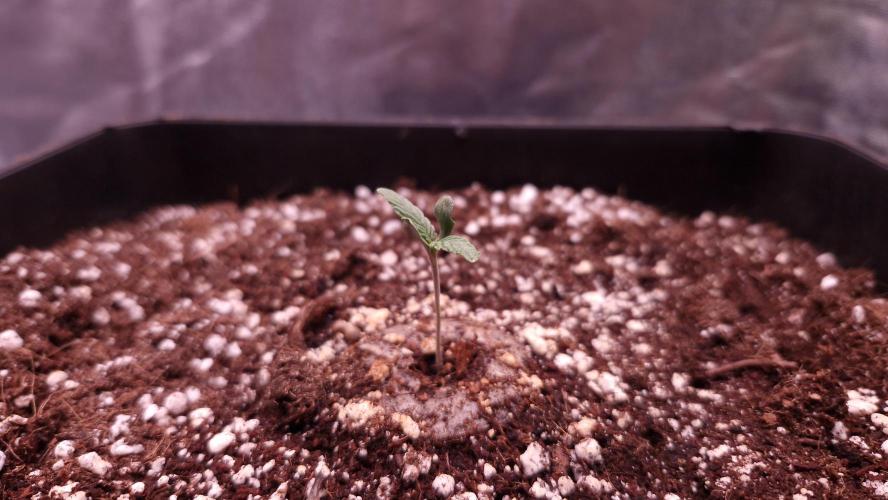 Mephisto Wedding Auto. Week 1