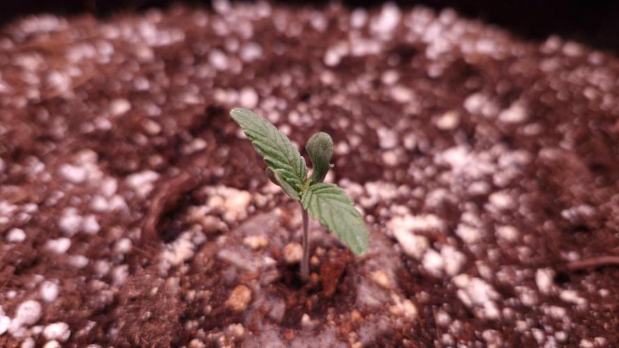 Mephisto Wedding Auto. Week 1