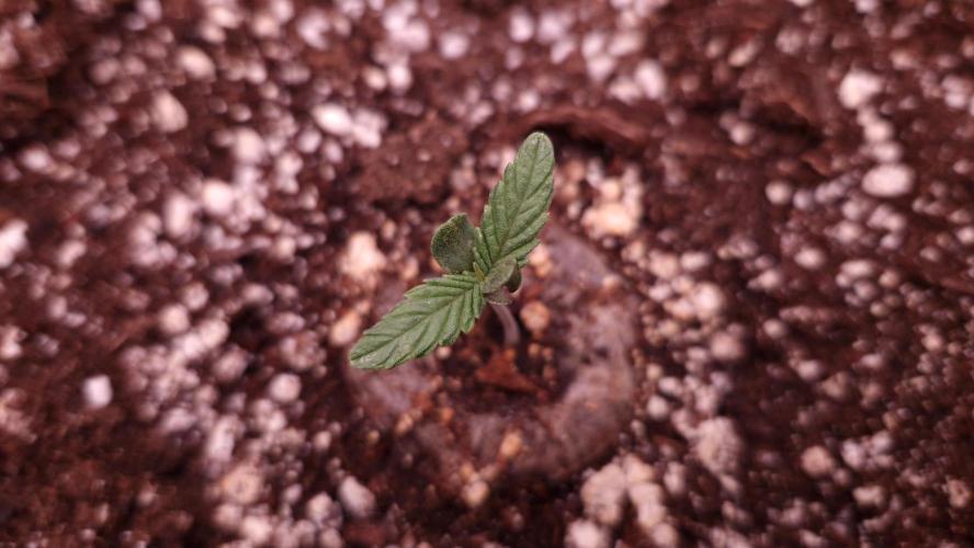 Mephisto Wedding Auto. Week 1