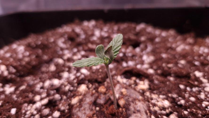 Mephisto Wedding Auto. Week 1