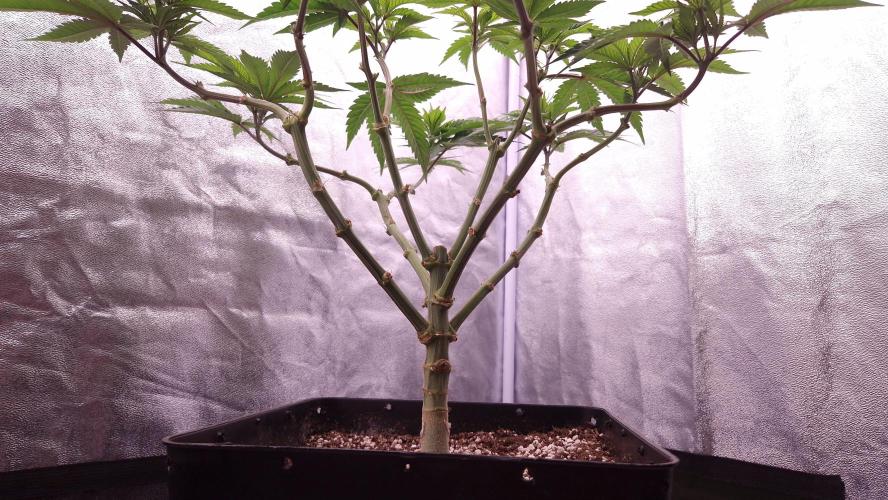 Bon Boni ( Bonpari 99 x BaC ). Week 11