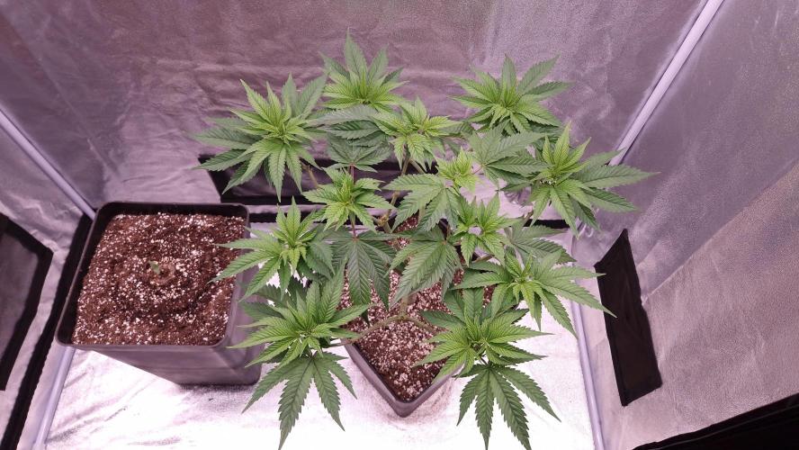 Bon Boni ( Bonpari 99 x BaC ). Week 11